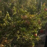 فروش انار خوردن و رب