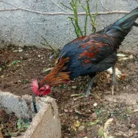 مرغ و خروس محلی