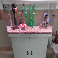 فوری|ماهی|قم, مجیدیه|دیوار