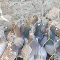 کبوتر.|پرنده|هامون, |دیوار