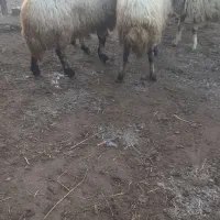 گوسفند قصر برای قربانی ونظری