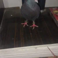 کفتر پلاک دار پرشی