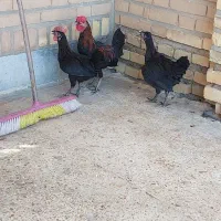 مرغ و خروس