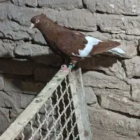 رنگی|پرنده|نصر آباد, |دیوار
