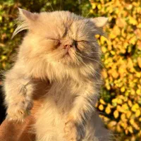 پرشین کارآملی نر سه ماهه