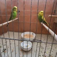مرغ عشق انگلیسی وپروانه ای