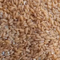 گندم حلیم تمیز درجه یک