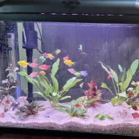 اکواریوم  رو میزی