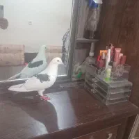 کبوتر نر دو کت فروشی|پرنده|مهران (ایلام), |دیوار