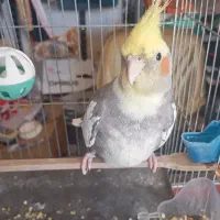 عروس هلندی سرحال نر مست