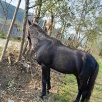 این اسب سیاه به فروش میرسد|اسب و تجهیزات اسبسواری|گوراب زرمیخ, |دیوار