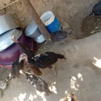 بوقلمون