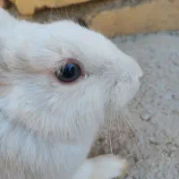 خرگوش سالم معاوزه با سگ