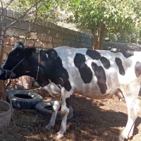 فروش گاو شیری|حیوانات مزرعه|شباب, |دیوار