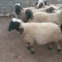 گوسفند جوان و سالم