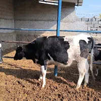 تلیسه ۴ ماه آبستن