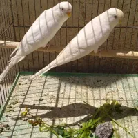 دستبند مرغ عشق سفید