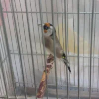 سهره های دهن دار بخون جفتی با قناری و سره
