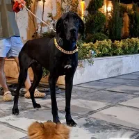 سگ گریت دین سگ سلطنتی