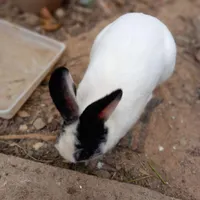 فروش خرگوش