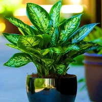 باز سازی عکس  با هوش مصنوعی