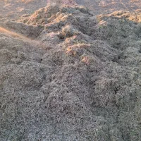 کاه لوبیا قرمز