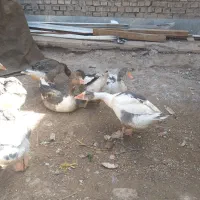 غاز۵ماهه۱۵عدد