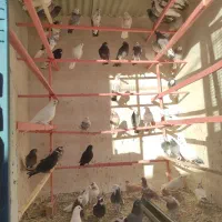 ۶۰جفت کبوتر مولد تضمینی به شرط پرش تضمینی جوجه ها