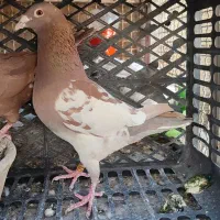 دورگ وپلاکی|پرنده|لنجان, |دیوار