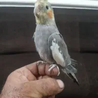 جوجه عروس هلندی|پرنده|شوشتر, |دیوار