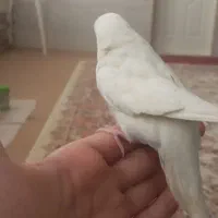 مرغ عشق گمشده