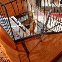 یک جفت عروس هلندی زیبا|پرنده|شیروان (خراسان), |دیوار