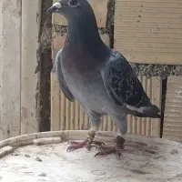 پولکی مسابقه و سینه سیاه