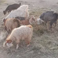 کهره نر|حیوانات مزرعه|جیرفت, |دیوار