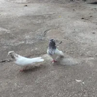 نر ماده تهرانی