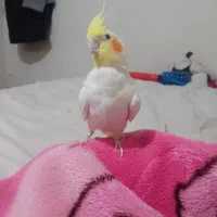 عروس هلندی|پرنده|تربتحیدریه, بالا ولایت|دیوار