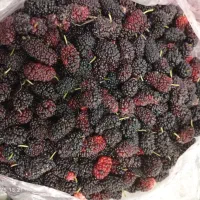 شاه توت سیاه