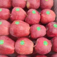 سیب قرمز درجه یک دو ردیفه