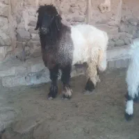 بره قوچ بختیاری