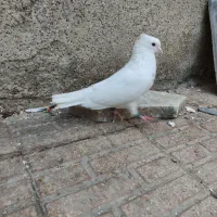 یک عدد طوقی نر ‌کاکولی