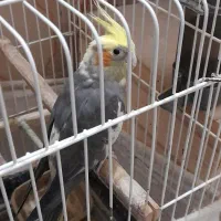 عروس هلندی جفت خورده (یکبارجوجه)