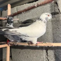 جفت کله دمسبز آس|پرنده|احمدآبادمستوفی, |دیوار