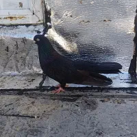 3عدد زاغ 3عدد فیلی