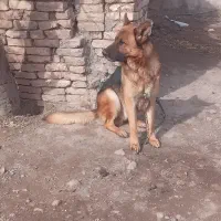 ژرمن|سگ|اردبیل, |دیوار