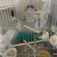 جفت عروس هلندی لوتینو