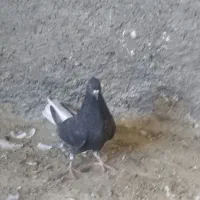 کبوتر|پرنده|اهواز, کوی علوی|دیوار