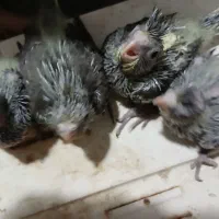 فروش ۴عدد جوجه عروس