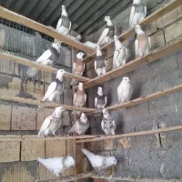 کبوتر طوقی درجه یک