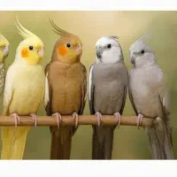 عروس هلندی پیدا شده