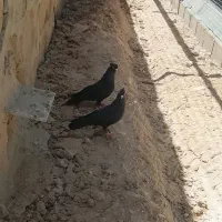 کبوتر|پرنده|مسجد سلیمان, |دیوار